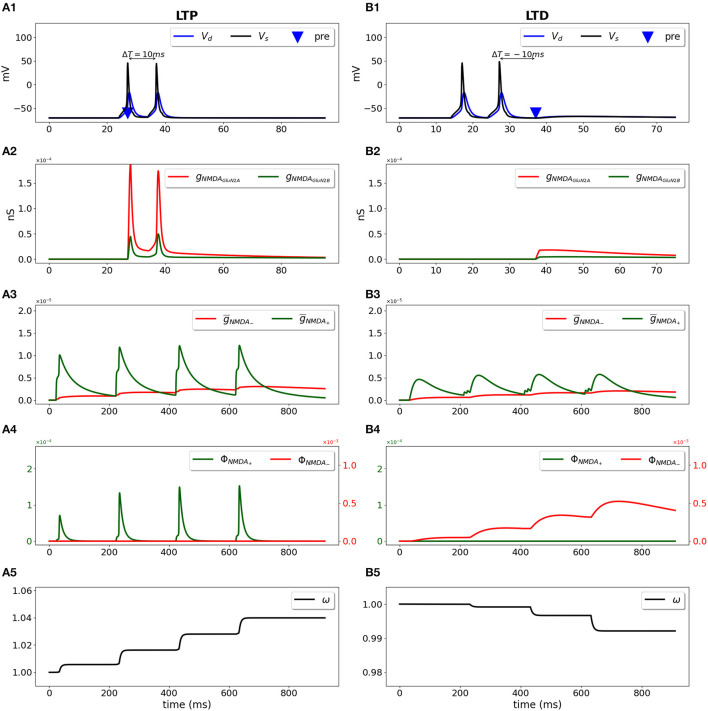 GluN2B-NMDAR subunit contribution on synaptic plasticity: A phenomenological model for CA3-CA1 synapses.