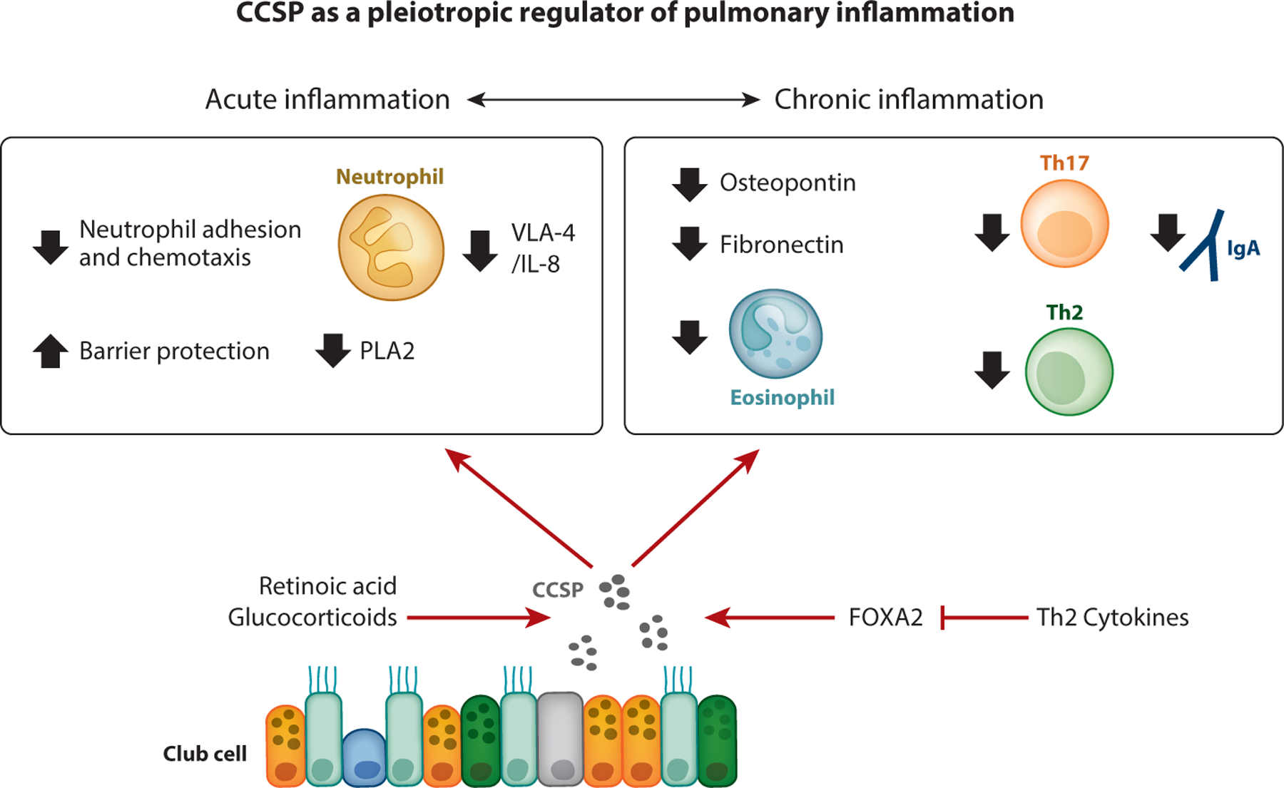 Club Cell Secretory Protein in Lung Disease: Emerging Concepts and Potential Therapeutics.