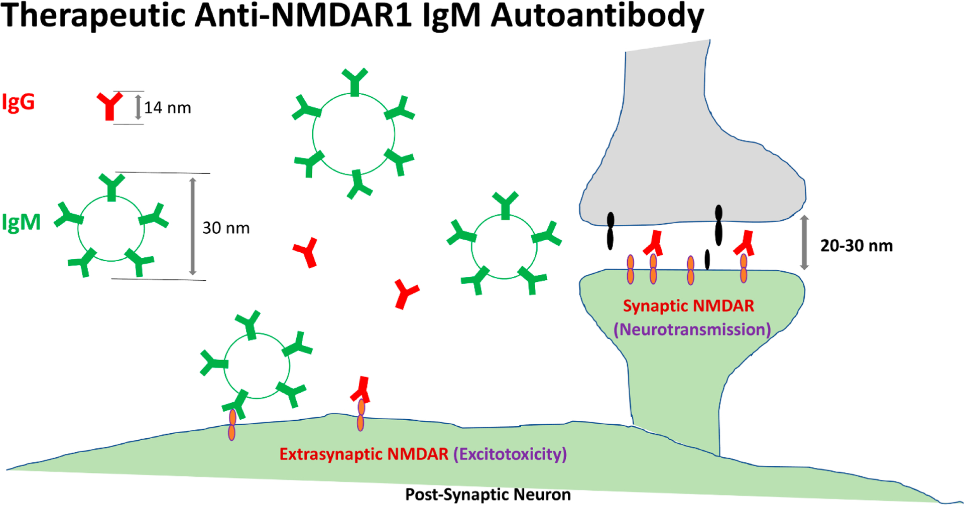 Preventive and Therapeutic Autoantibodies Protect against Neuronal Excitotoxicity.