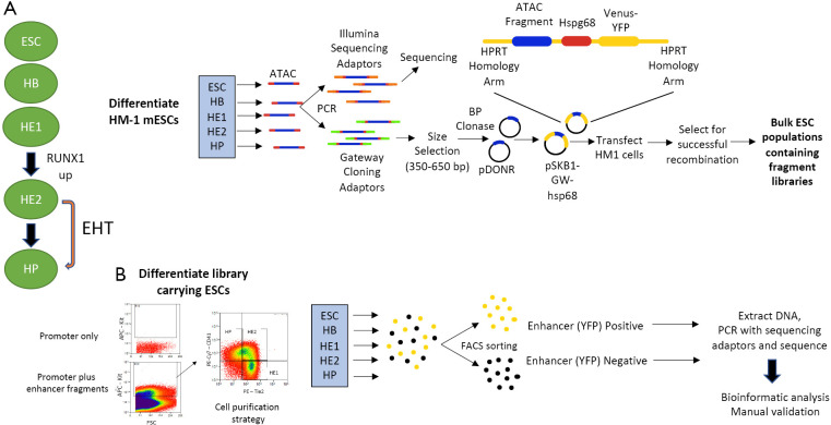 Identification and characterization of enhancer elements controlling cell type-specific and signalling dependent chromatin programming during hematopoietic development.