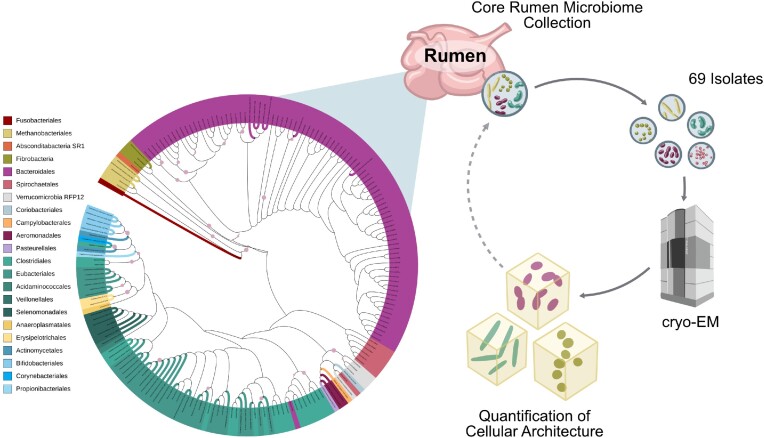 Phylogenetic diversity of core rumen microbiota as described by cryo-ET.