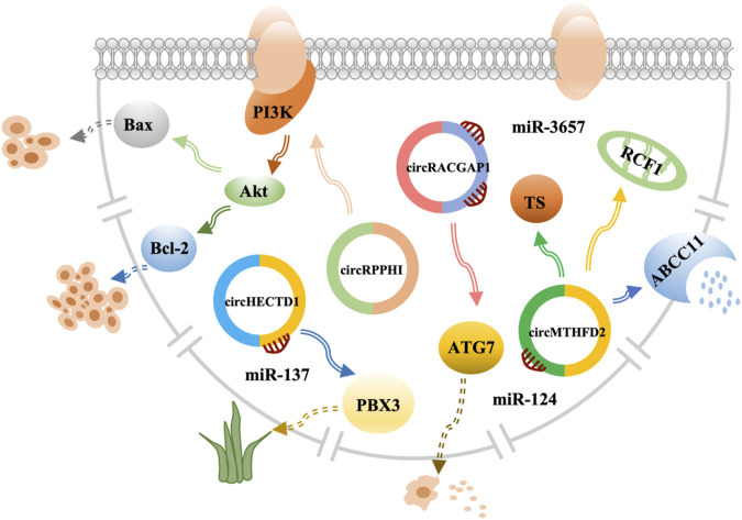 CircRNA: A new class of targets for gastric cancer drug resistance therapy.