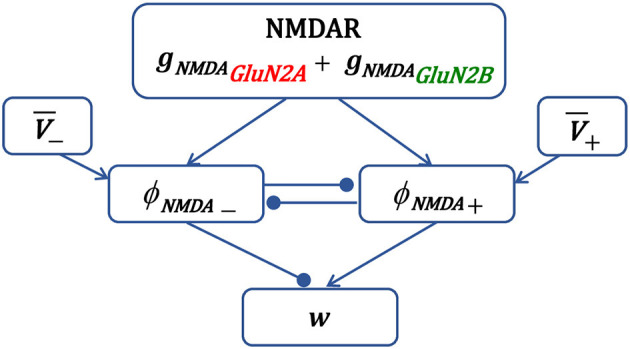 GluN2B-NMDAR subunit contribution on synaptic plasticity: A phenomenological model for CA3-CA1 synapses.