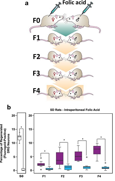 Transgenerational epigenetic inheritance of axonal regeneration after spinal cord injury.