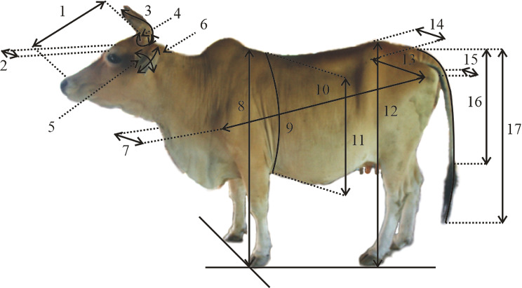 Morphometric and physical characteristics of Indonesian beef cattle.