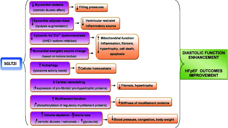 Emerging concepts in heart failure management and treatment: focus on SGLT2 inhibitors in heart failure with preserved ejection fraction.