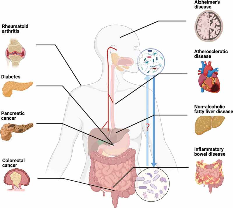 The interplay between oral microbiota, gut microbiota and systematic diseases.