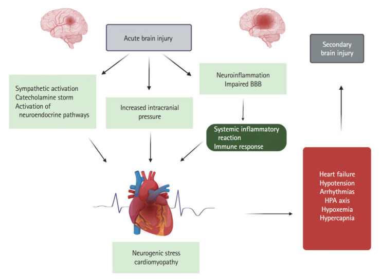 The Heart Is at Risk: Understanding Stroke-Heart-Brain Interactions with Focus on Neurogenic Stress Cardiomyopathy-A Review.