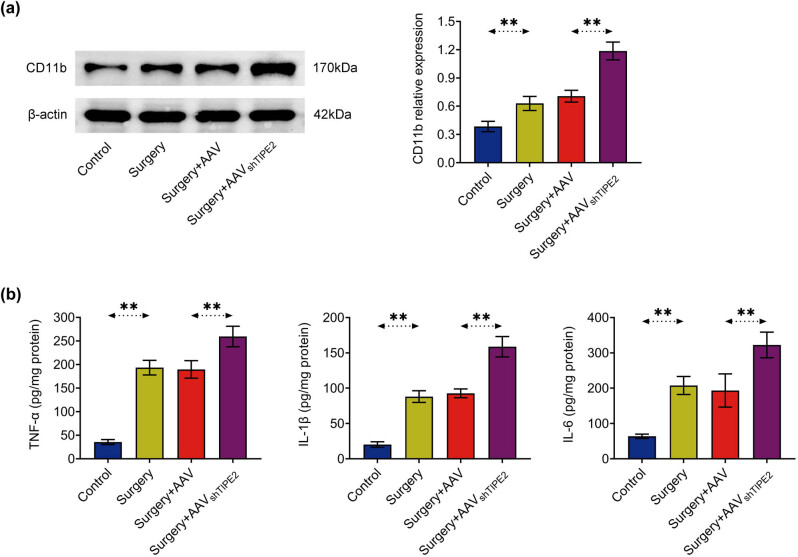 TIPE2 knockdown exacerbates isoflurane-induced postoperative cognitive impairment in mice by inducing activation of STAT3 and NF-κB signaling pathways.