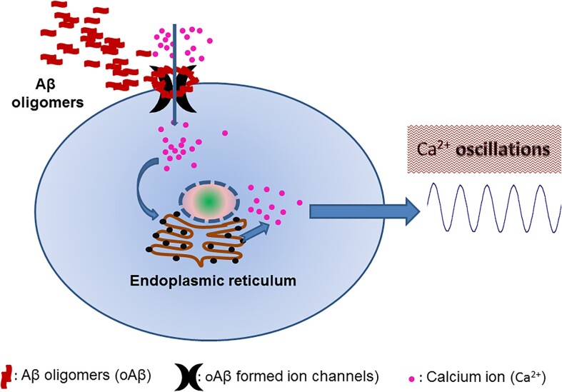 Soluble Aβ Oligomers Formed Channels Leading to Calcium Dysregulation.