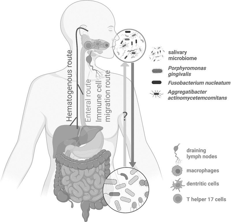 The interplay between oral microbiota, gut microbiota and systematic diseases.