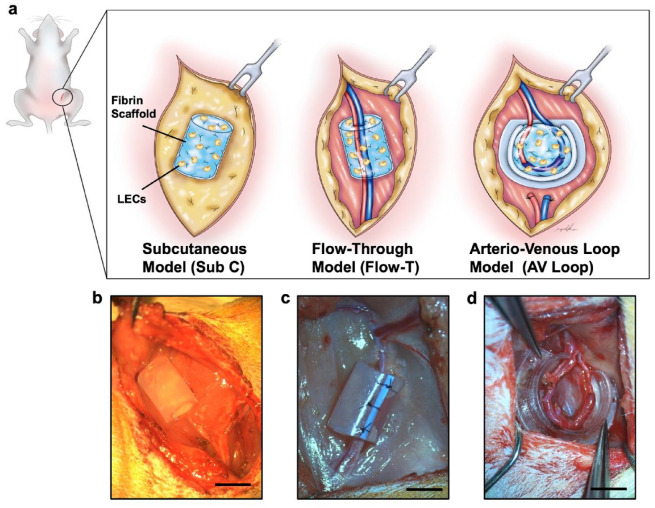 In vivo vascularized scaffold with different shear-exposed models for lymphatic tissue regeneration.