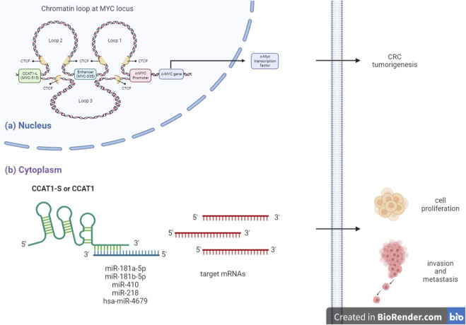 CCAT 1- A Pivotal Oncogenic Long Non-Coding RNA in Colorectal Cancer.