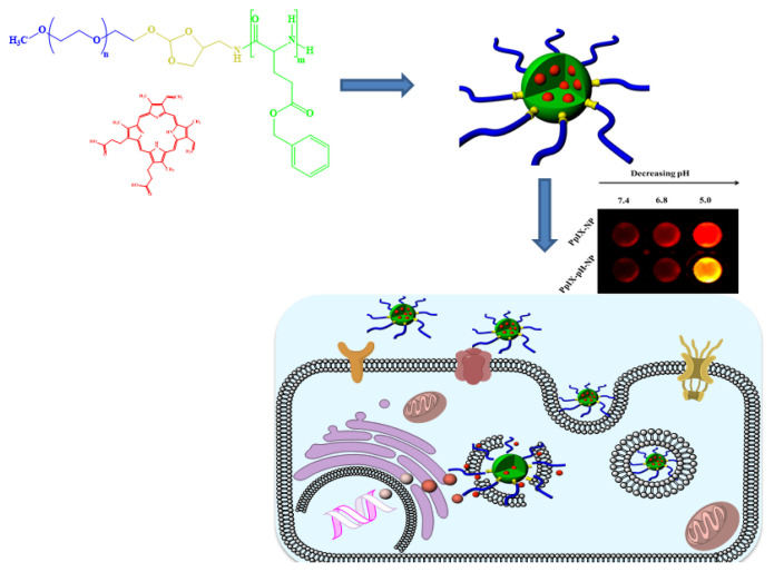 pH-responsive shell-sheddable polymeric nanoparticles as the photodynamic drug carrier: synthesis, characterization, and in vitro studies.