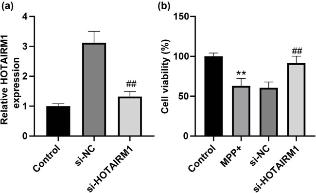 HOTAIRM1 knockdown reduces MPP<sup>+</sup>-induced oxidative stress injury of SH-SY5Y cells by activating the Nrf2/HO-1 pathway.