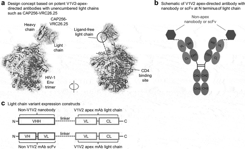 Bispecific antibody CAP256.J3LS targets V2-apex and CD4-binding sites with high breadth and potency.