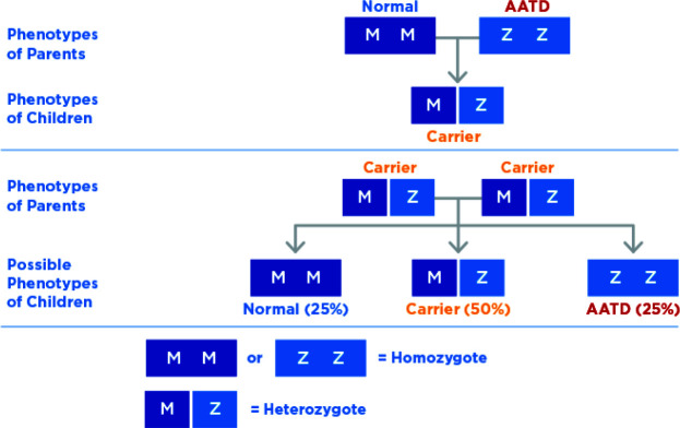 Diagnosis and augmentation therapy for alpha-1 antitrypsin deficiency: current knowledge and future potential.