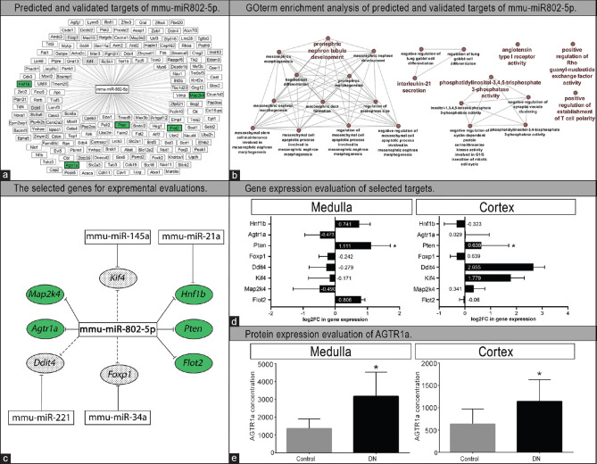 miR-802-5p is a key regulator in diabetic kidney disease.