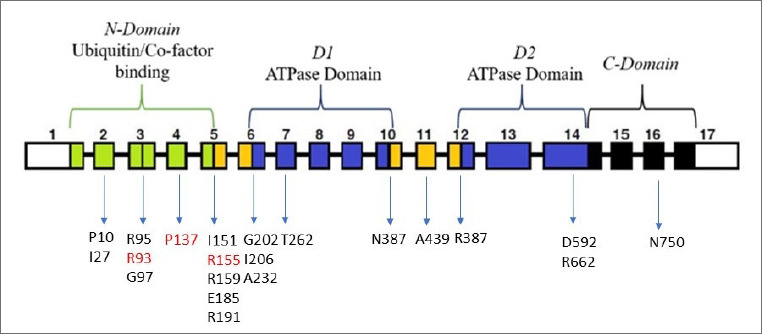 VCP-related myopathy: a case series and a review of literature.