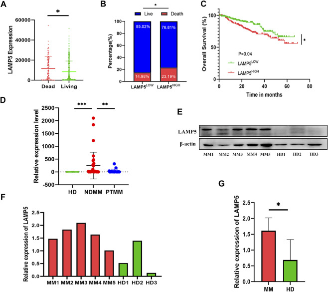 LAMP5 may promote MM progression by activating p38.