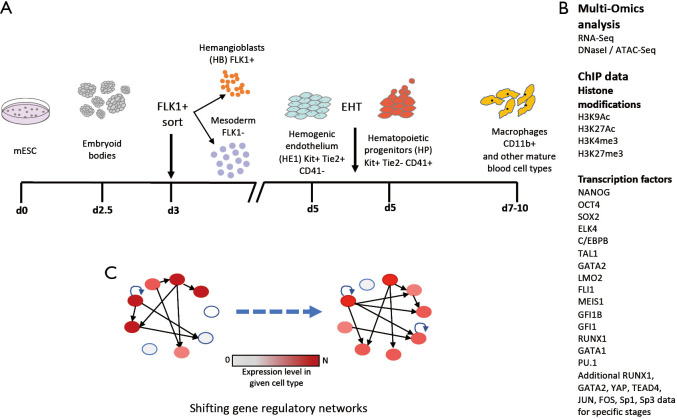 Identification and characterization of enhancer elements controlling cell type-specific and signalling dependent chromatin programming during hematopoietic development.