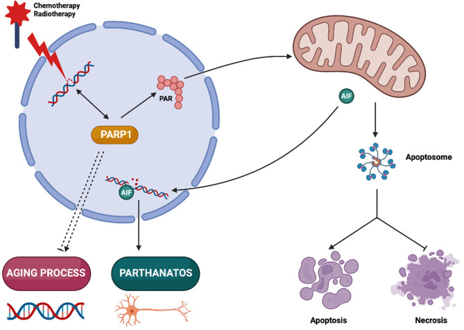 Poly(ADP-ribose) polymerase-1 and its ambiguous role in cellular life and death.