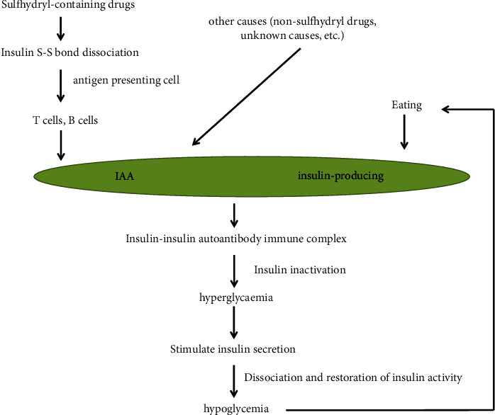 Insulin Autoimmune Syndrome: A Systematic Review.