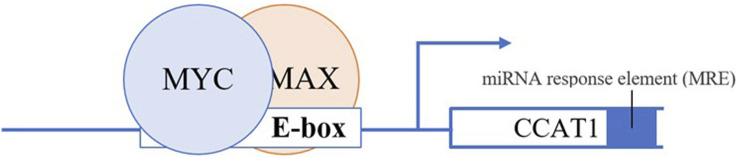 CCAT 1- A Pivotal Oncogenic Long Non-Coding RNA in Colorectal Cancer.