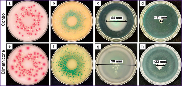 Application of Dimethicone to Prevent Culture Media from Drying in Microbiological Diagnostics.