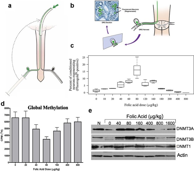 Transgenerational epigenetic inheritance of axonal regeneration after spinal cord injury.