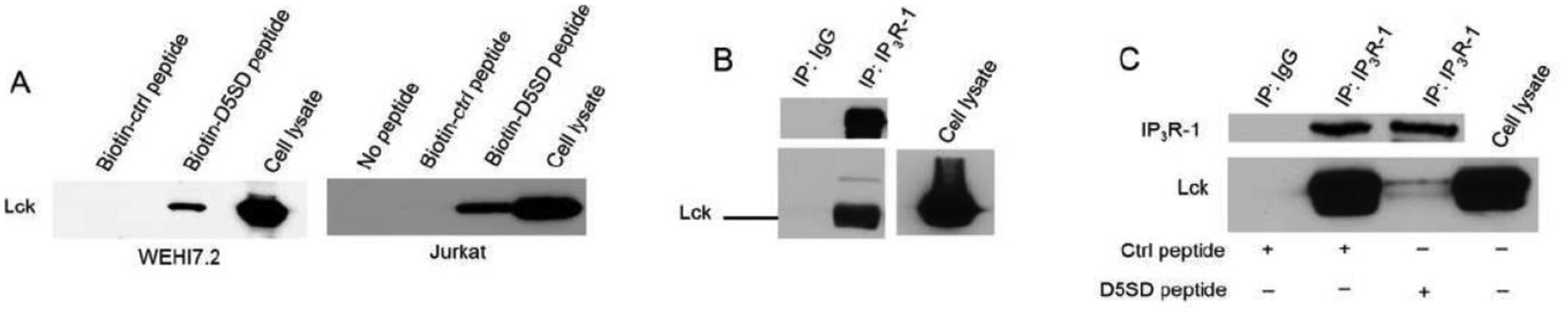 A Novel Peptide that Disrupts the Lck-IP<sub>3</sub>R Protein-Protein Interaction Induces Widespread Cell Death in Leukemia and Lymphoma.