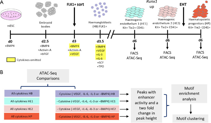 Identification and characterization of enhancer elements controlling cell type-specific and signalling dependent chromatin programming during hematopoietic development.