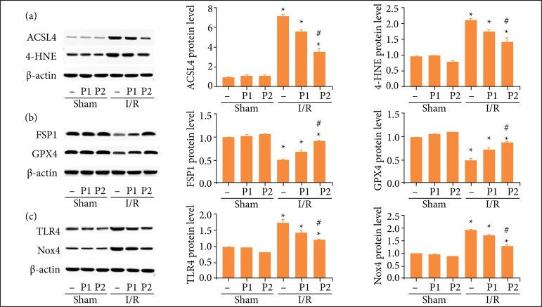 Puerarin alleviated oxidative stress and ferroptosis during renal fibrosis induced by ischemia/reperfusion injury via TLR4/Nox4 pathway in rats.