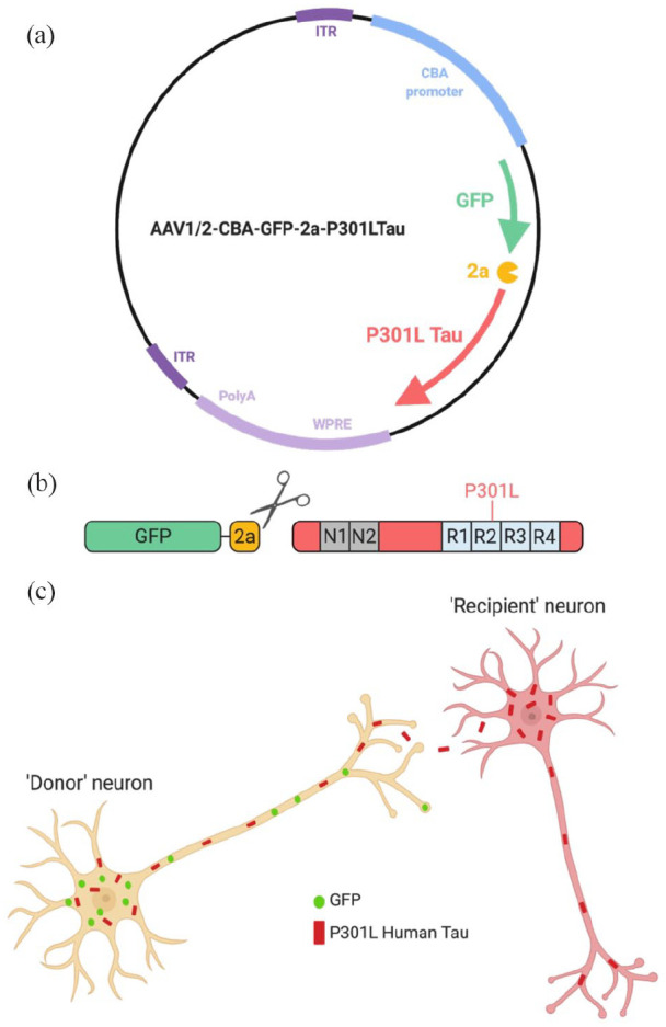 Apolipoprotein E isoform does not influence trans-synaptic spread of tau pathology in a mouse model.