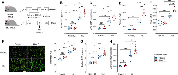 Oral administration of <i>Lacticaseibacillus casei</i> ATCC393 promotes angiogenesis by enhancing neutrophil activity in a murine hind-limb ischemia model.