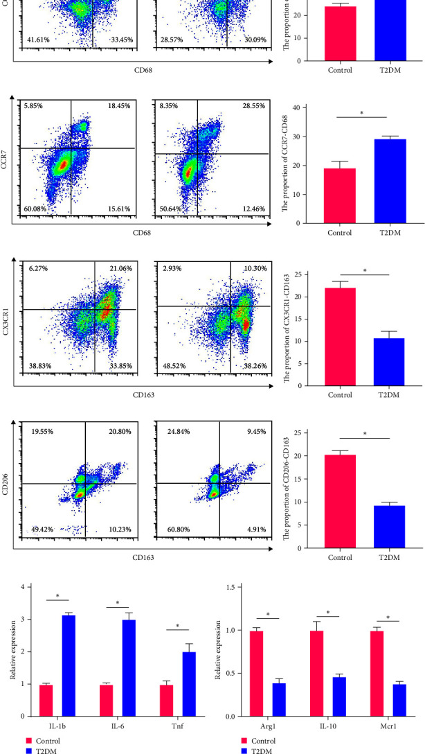 Abnormal Decrease of Macrophage ALKBH5 Expression Causes Abnormal Polarization and Inhibits Osteoblast Differentiation.