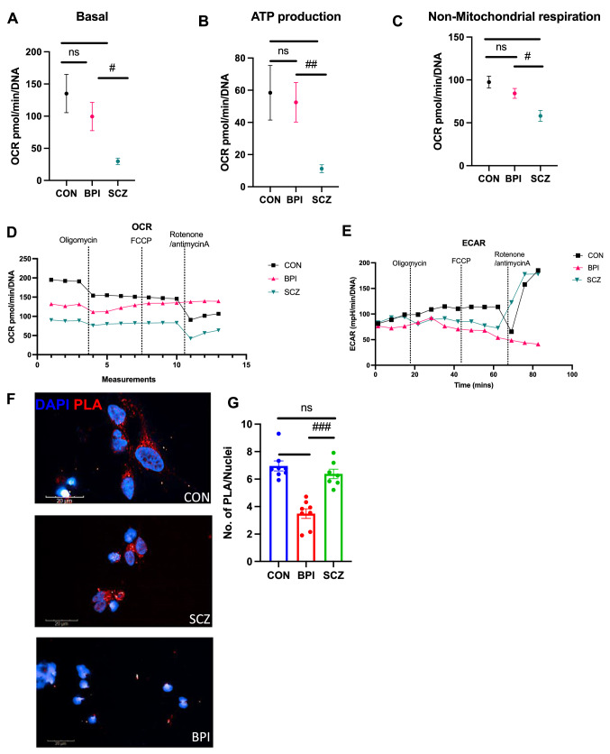 Disease-specific differences in gene expression, mitochondrial function and mitochondria-endoplasmic reticulum interactions in iPSC-derived cerebral organoids and cortical neurons in schizophrenia and bipolar disorder.