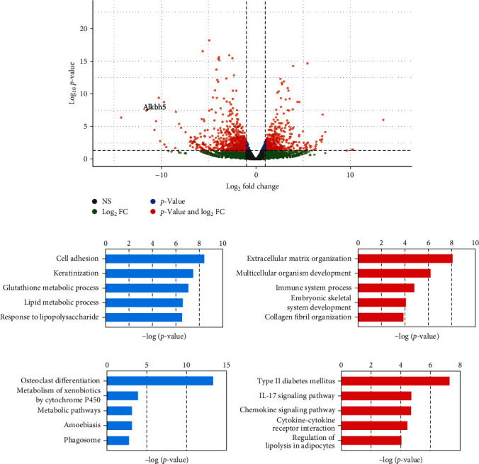 Abnormal Decrease of Macrophage ALKBH5 Expression Causes Abnormal Polarization and Inhibits Osteoblast Differentiation.