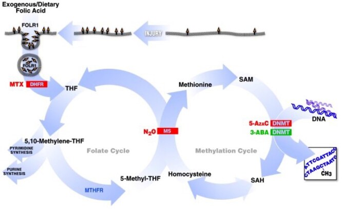 Transgenerational epigenetic inheritance of axonal regeneration after spinal cord injury.