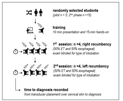 Cervical ultrasound for endotracheal intubation confirmation in dogs by veterinary students: a cadaveric study.