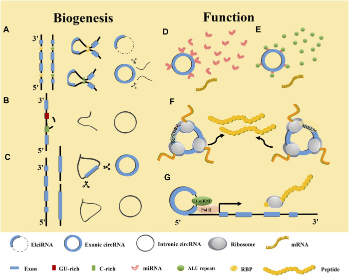 CircRNA: A new class of targets for gastric cancer drug resistance therapy.