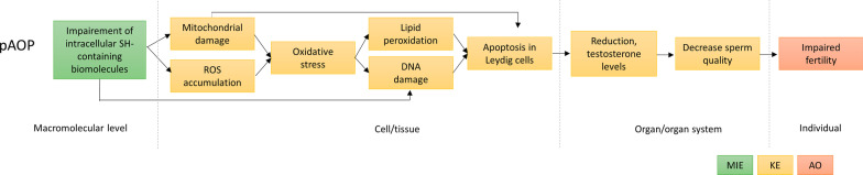 Putative adverse outcome pathways for silver nanoparticle toxicity on mammalian male reproductive system: a literature review.