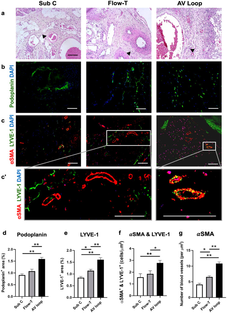 In vivo vascularized scaffold with different shear-exposed models for lymphatic tissue regeneration.