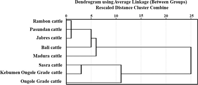 Morphometric and physical characteristics of Indonesian beef cattle.