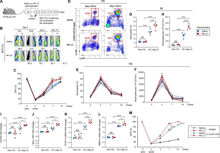 Oral administration of <i>Lacticaseibacillus casei</i> ATCC393 promotes angiogenesis by enhancing neutrophil activity in a murine hind-limb ischemia model.