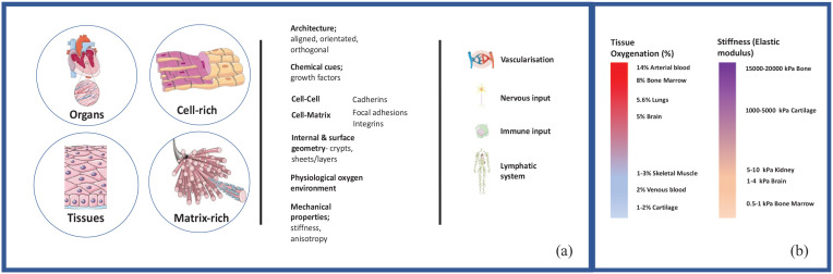 Position Paper Progress in the development of biomimetic engineered human tissues.