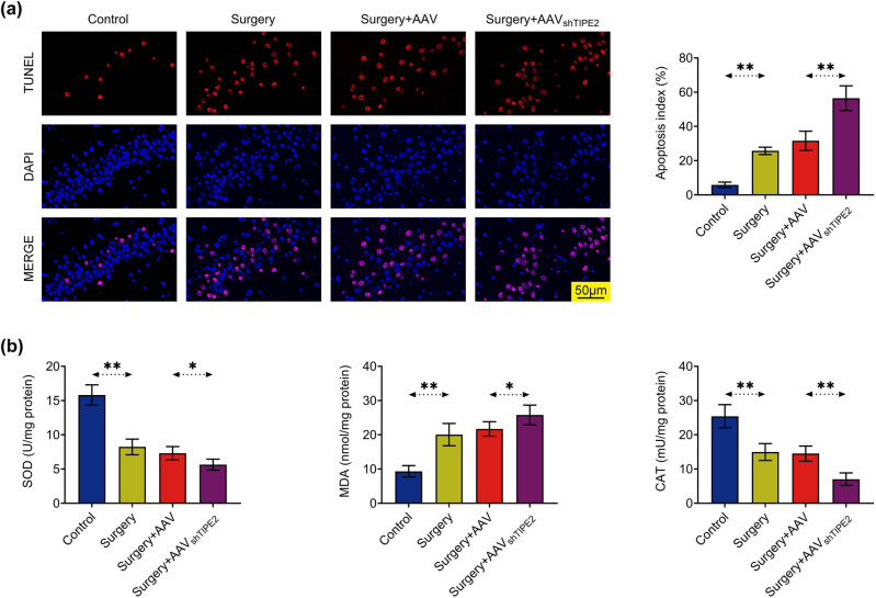 TIPE2 knockdown exacerbates isoflurane-induced postoperative cognitive impairment in mice by inducing activation of STAT3 and NF-κB signaling pathways.