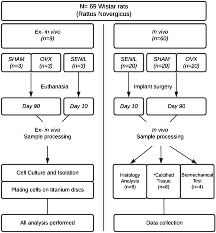 Feasible low bone density condition for assessing bioactivity in ex-in vivo and in vivo studies.