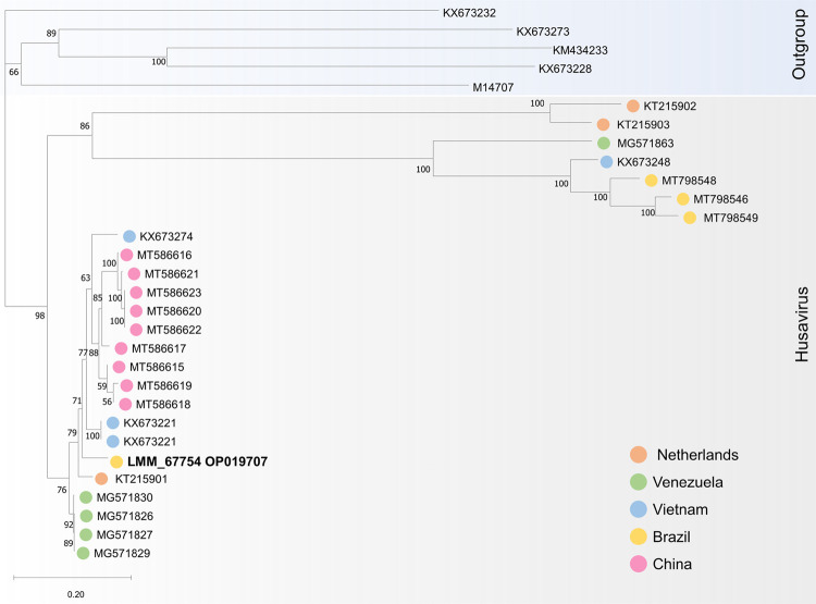 Genome of a husavirus from Southern Brazil.