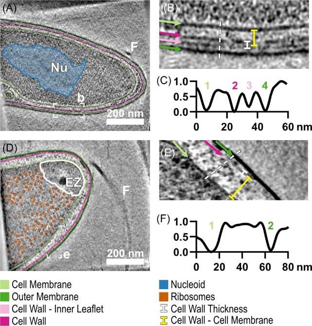 Phylogenetic diversity of core rumen microbiota as described by cryo-ET.